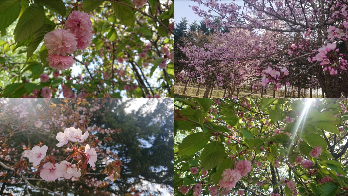 2024桜の開花予想【4/27】🌸